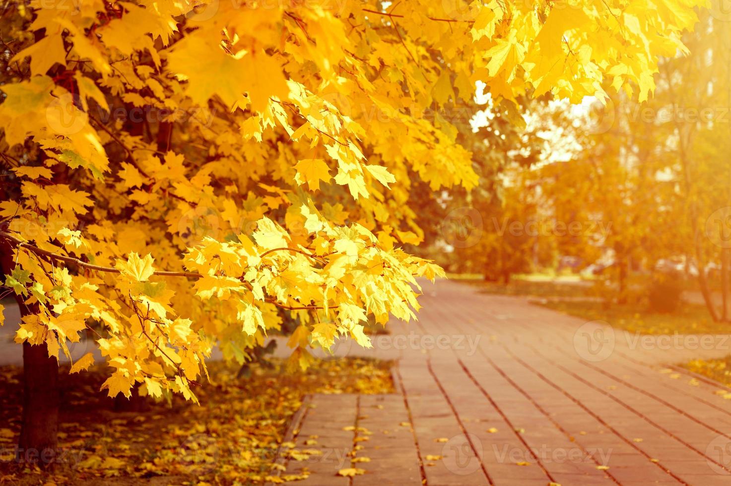 golden fall autumn time photo