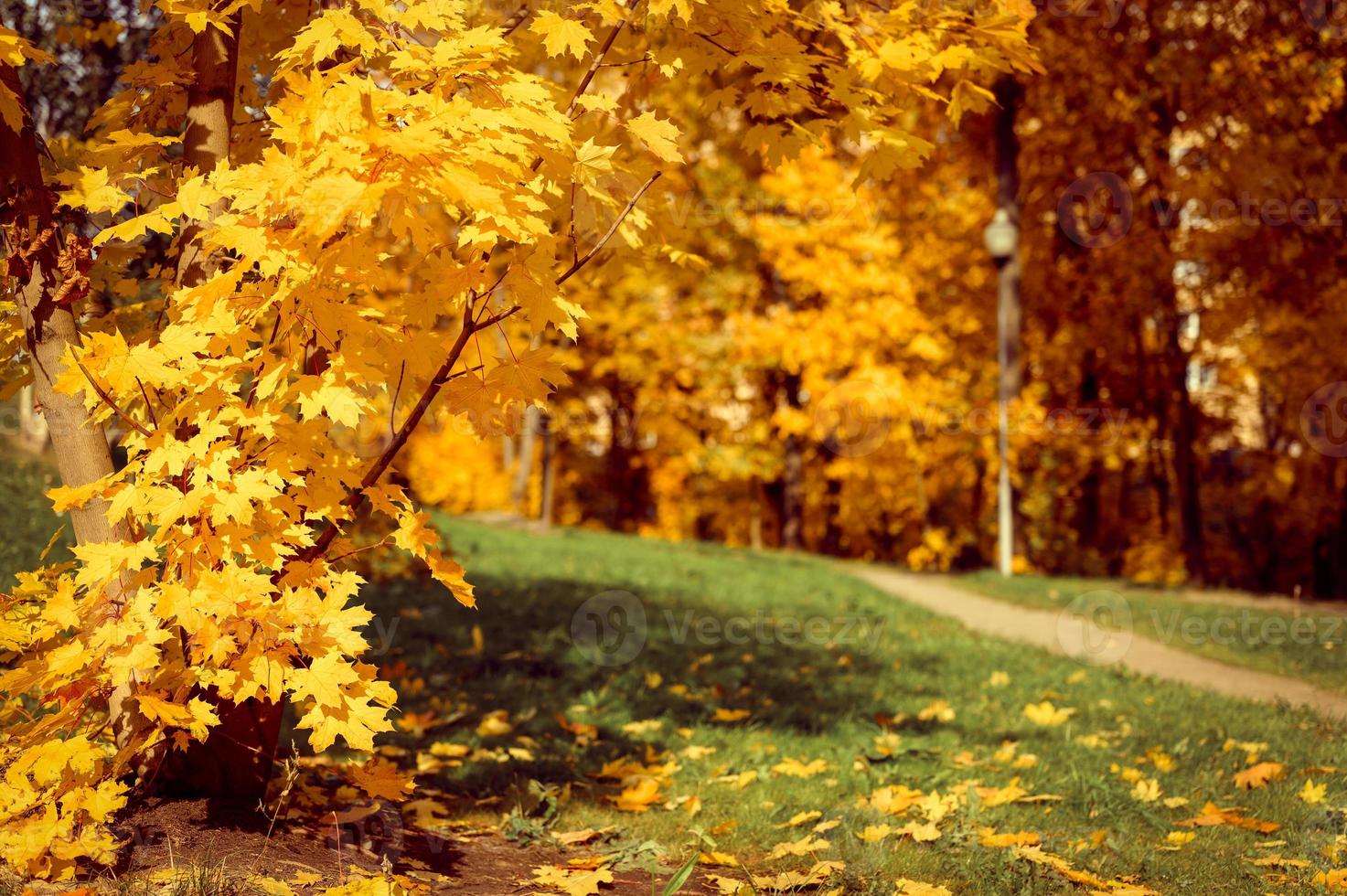 otoño dorado tiempo de otoño foto