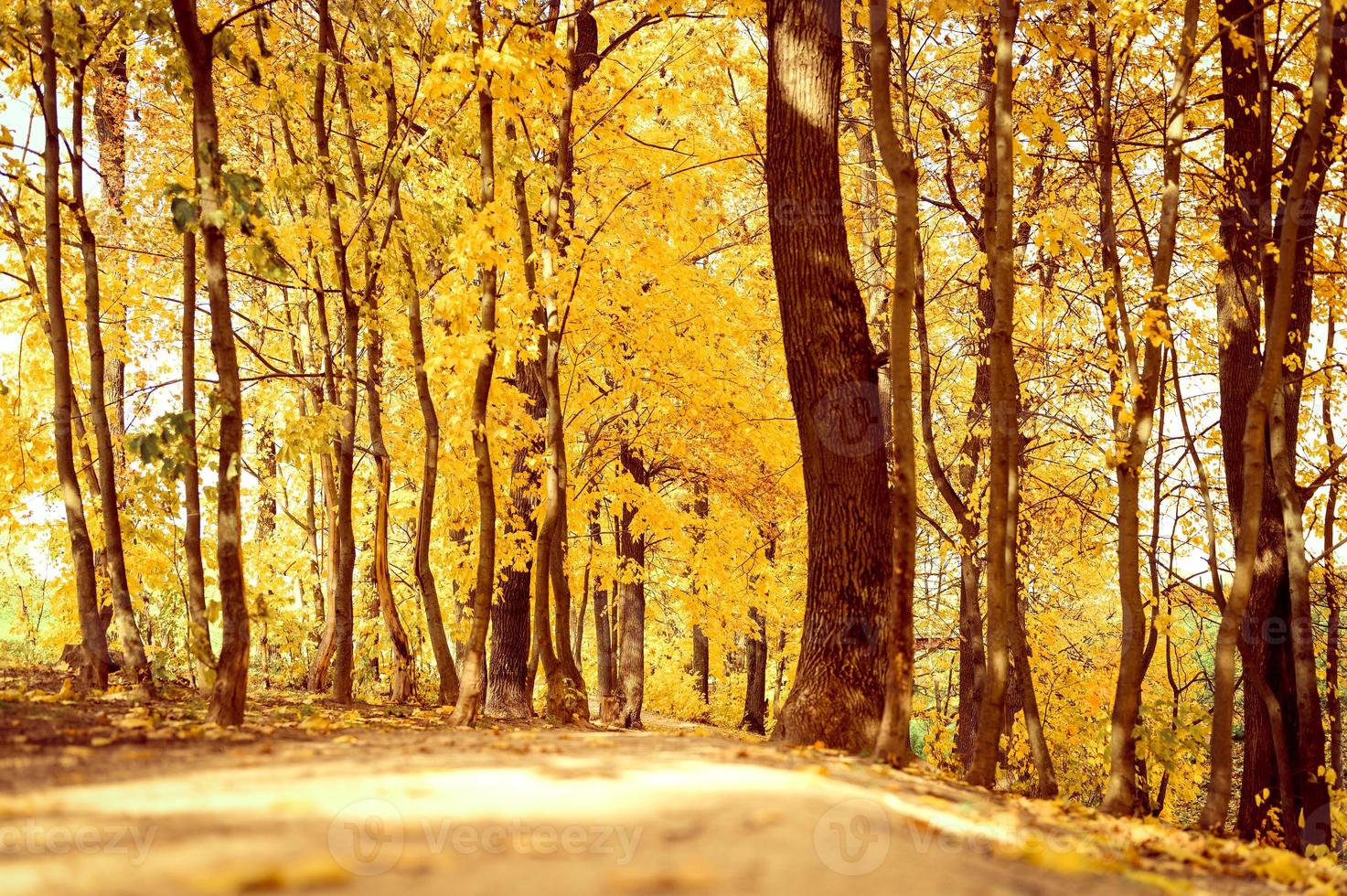 golden fall autumn time photo