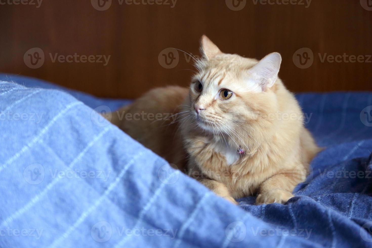 lindo gato encantador foto