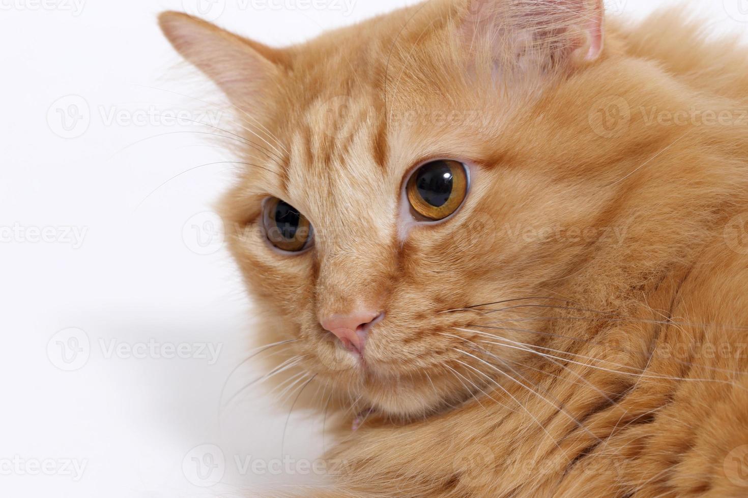 Cute Ginger Cat photo