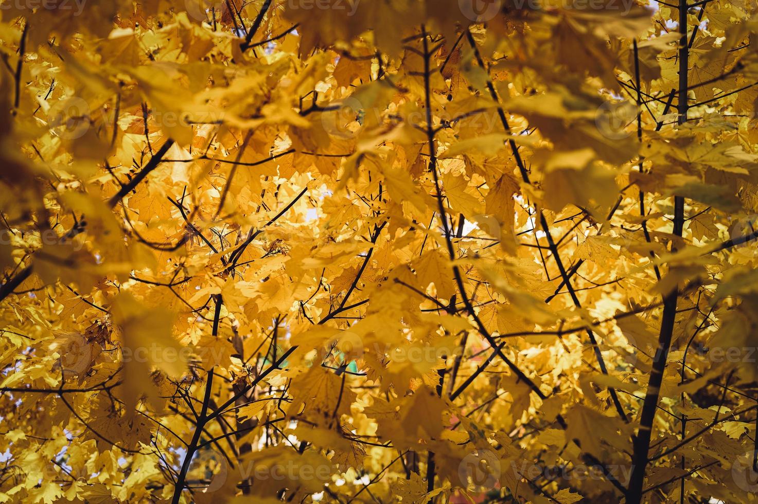 golden fall autumn time photo