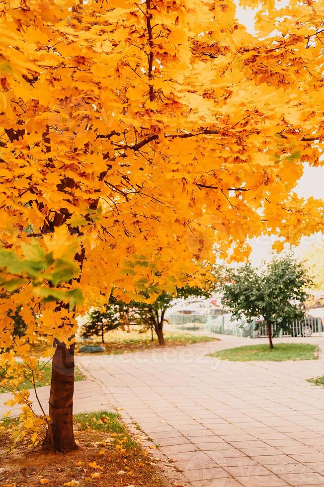 otoño dorado tiempo de otoño foto