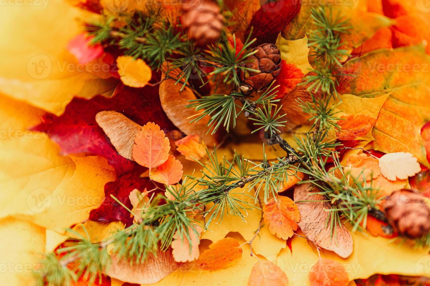 golden autumn fall leaves flat lay photo