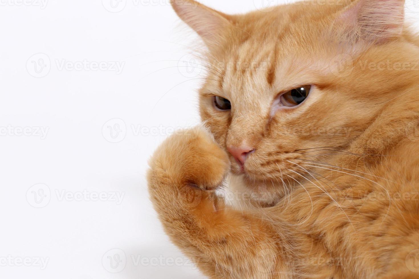 Cute Ginger Cat photo