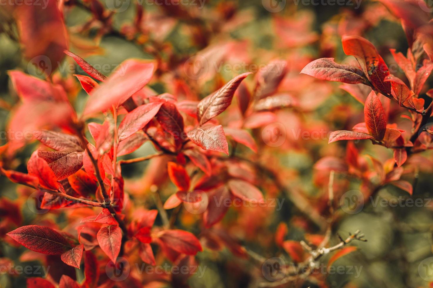 autumn bush with blueberry leaves photo