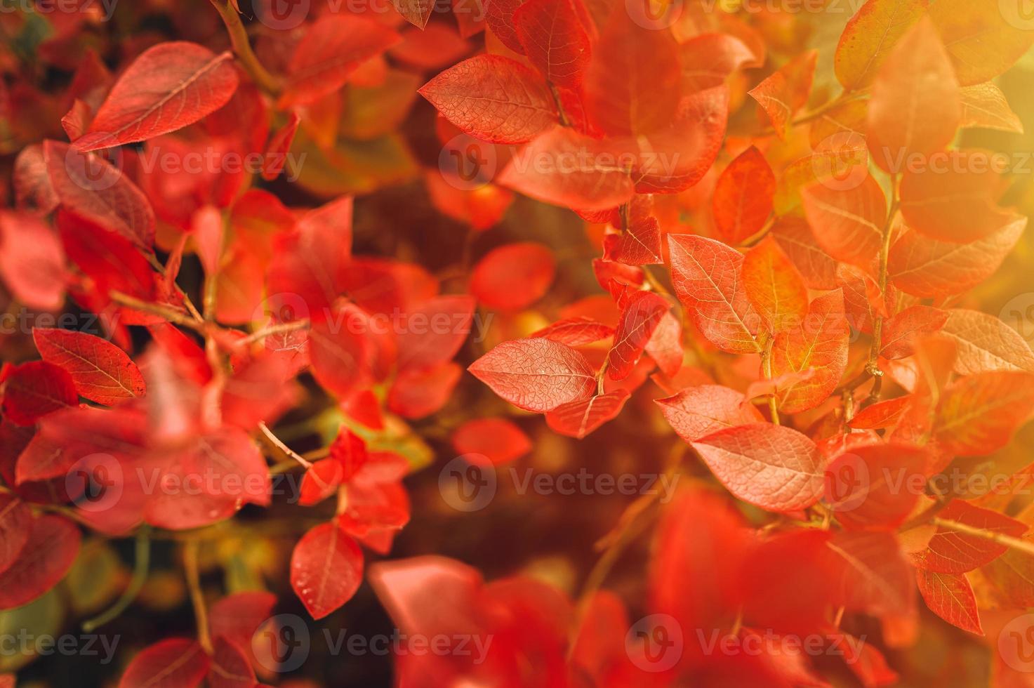 autumn bush with blueberry leaves photo