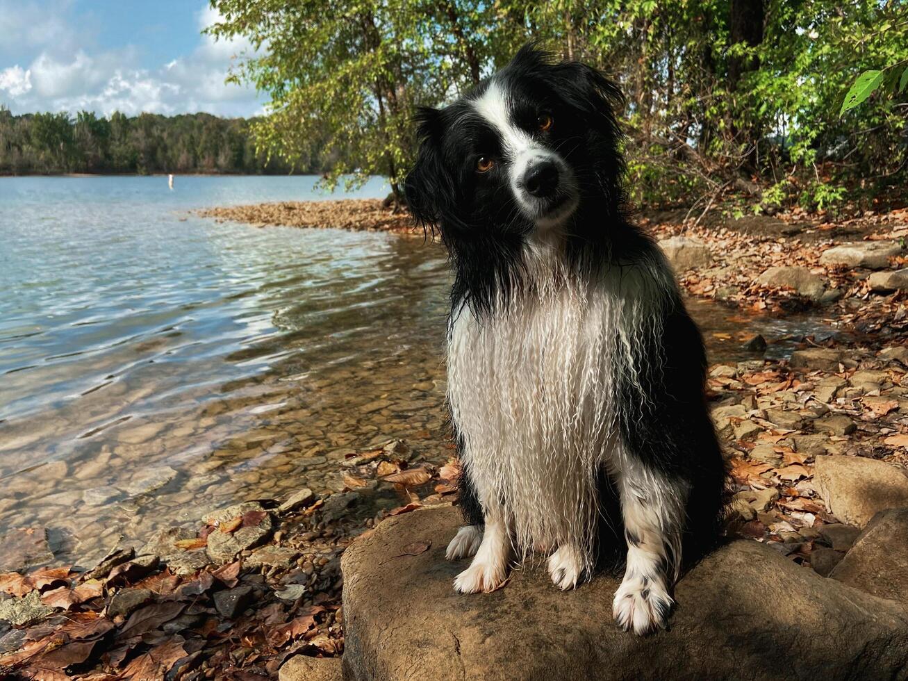 Black and White Mini Australian Shepherd Near a Lake photo