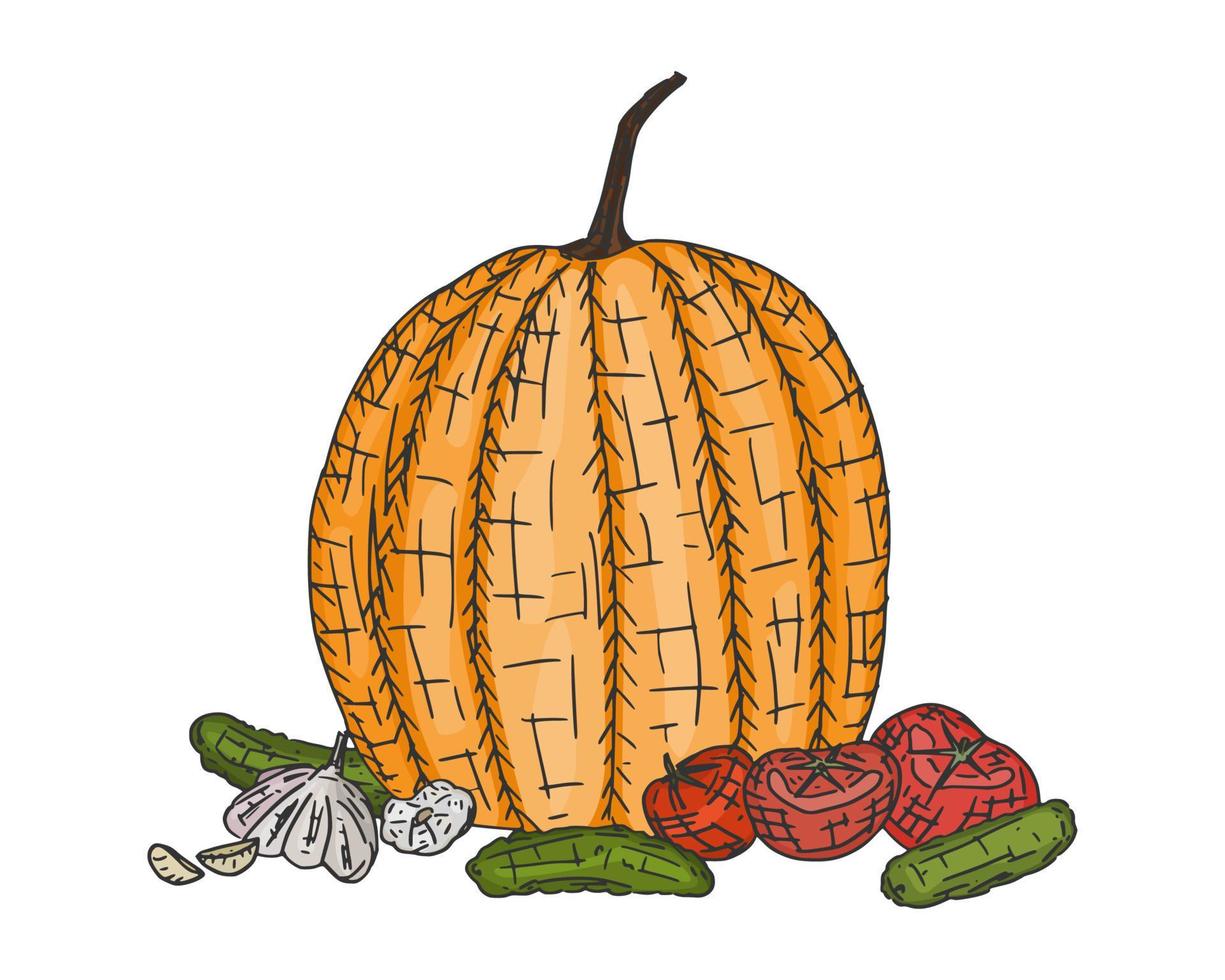 dibujo de verduras de calabaza y ajo. garabato nuevo vector