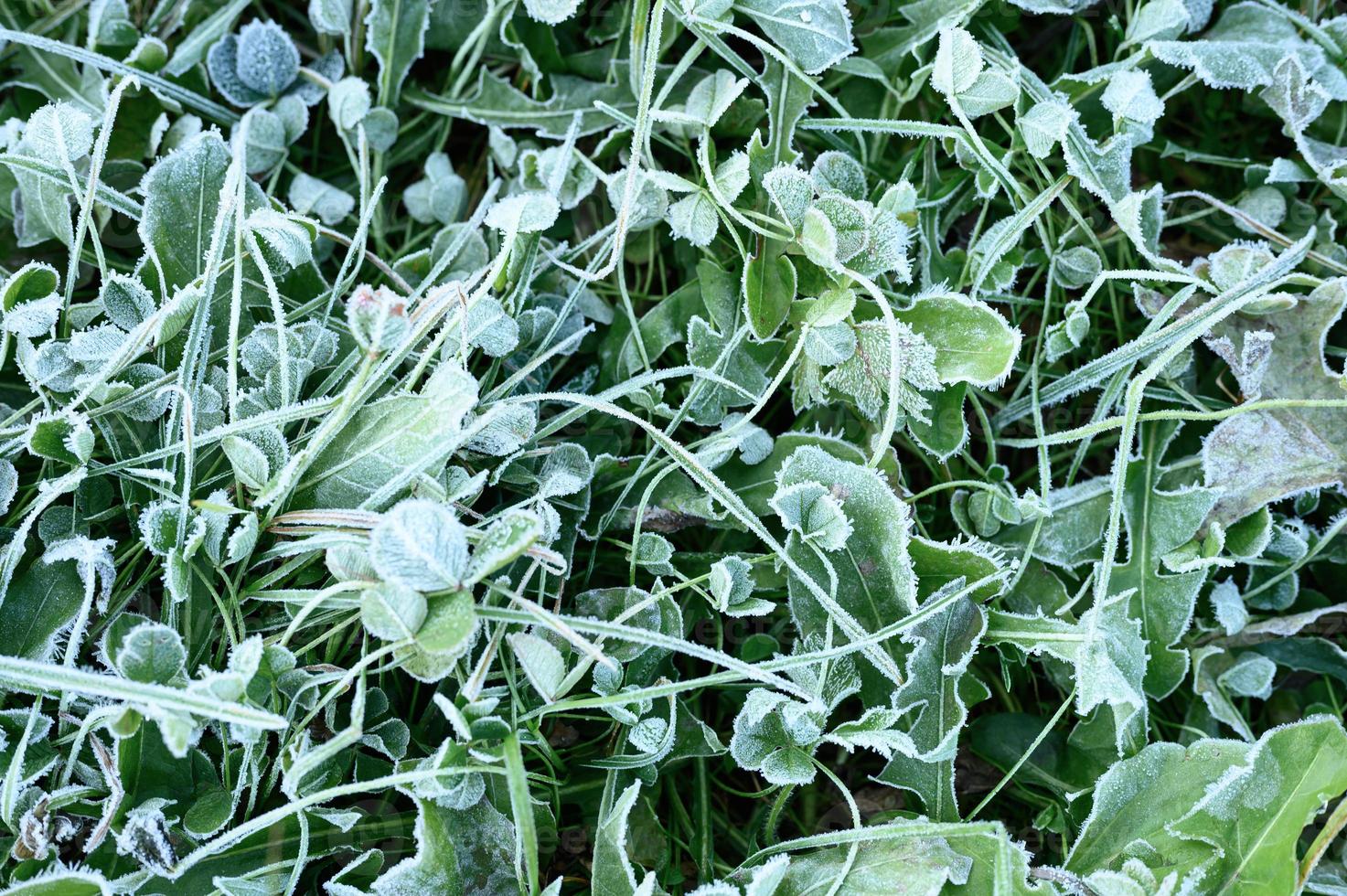 frosty grass leaves frozen in autumn photo