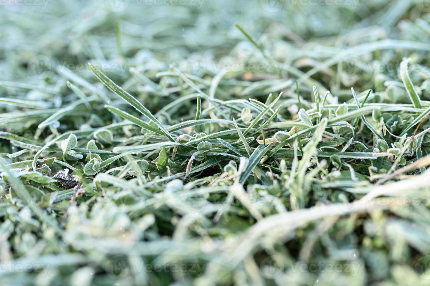 frosty grass leaves frozen in autumn photo