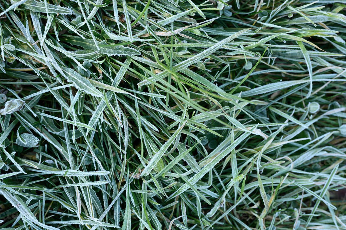 frosty grass leaves frozen in autumn photo