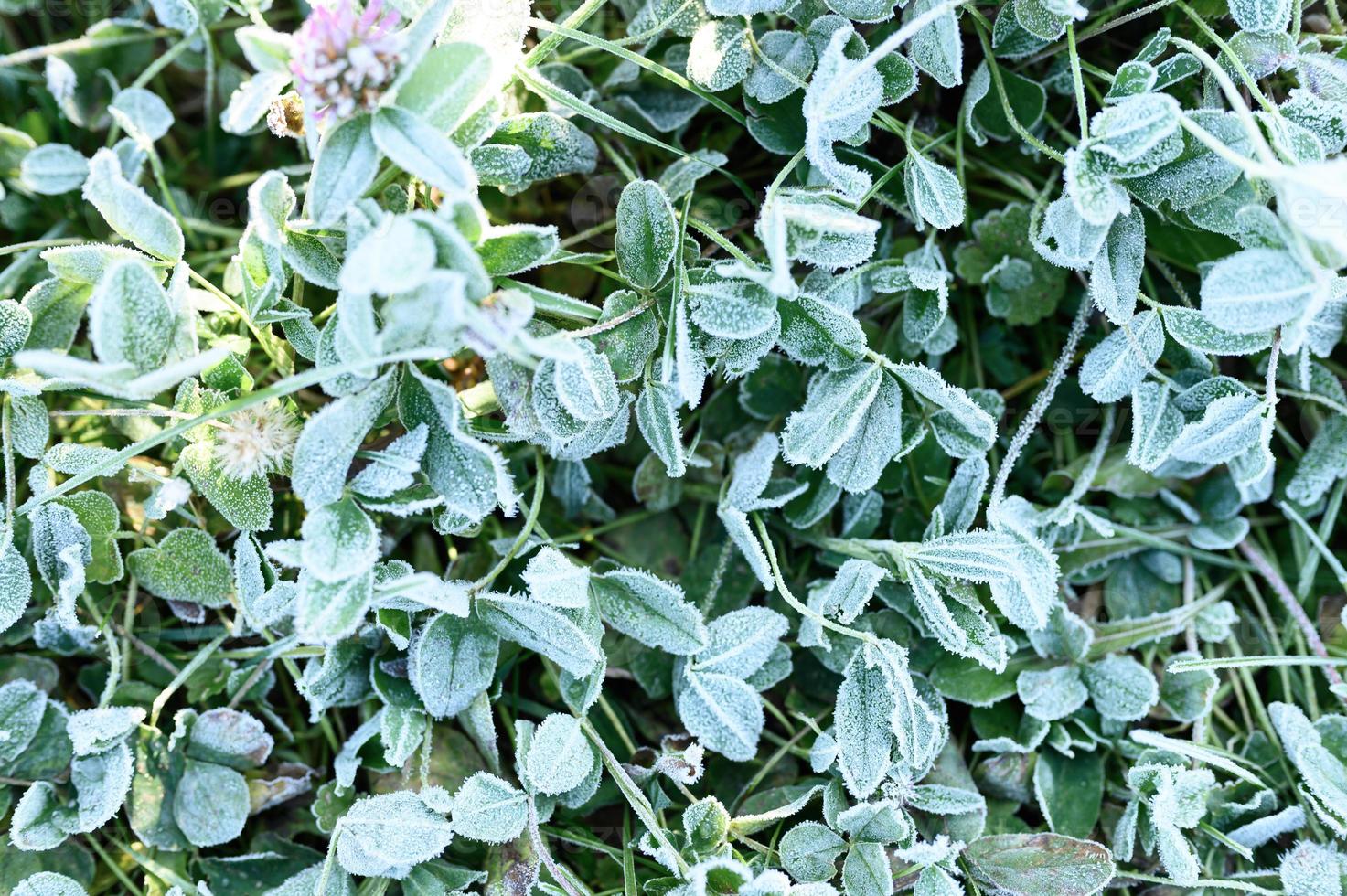 frosty grass leaves frozen in autumn photo