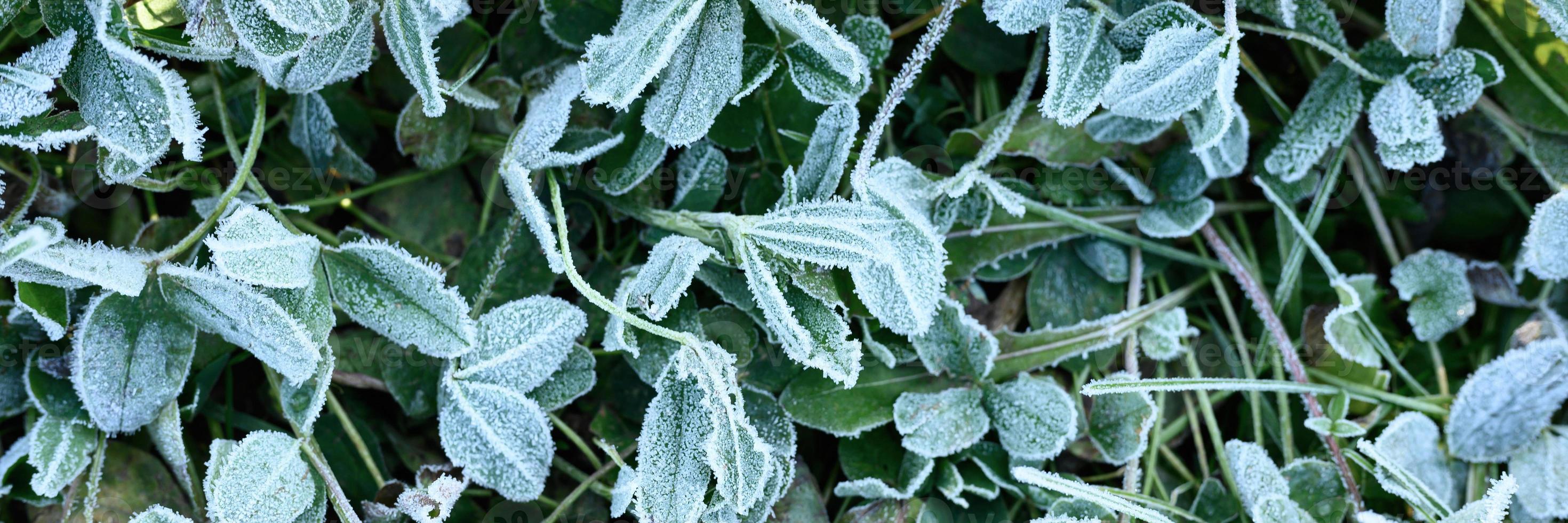 frosty grass leaves frozen in autumn photo