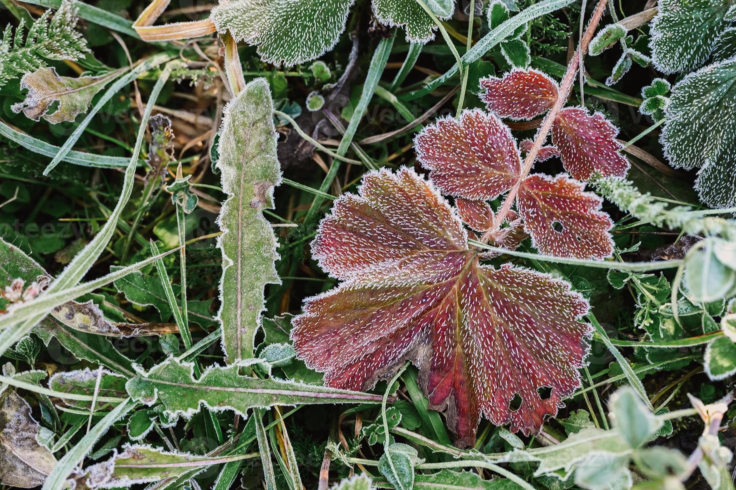 frosty grass leaves frozen in autumn photo