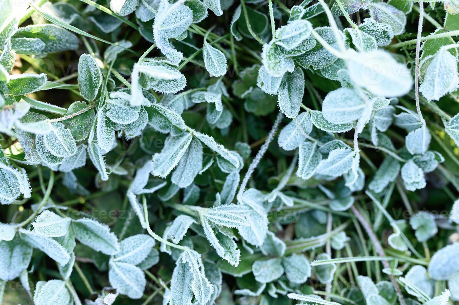 hojas de hierba helada congeladas en otoño foto