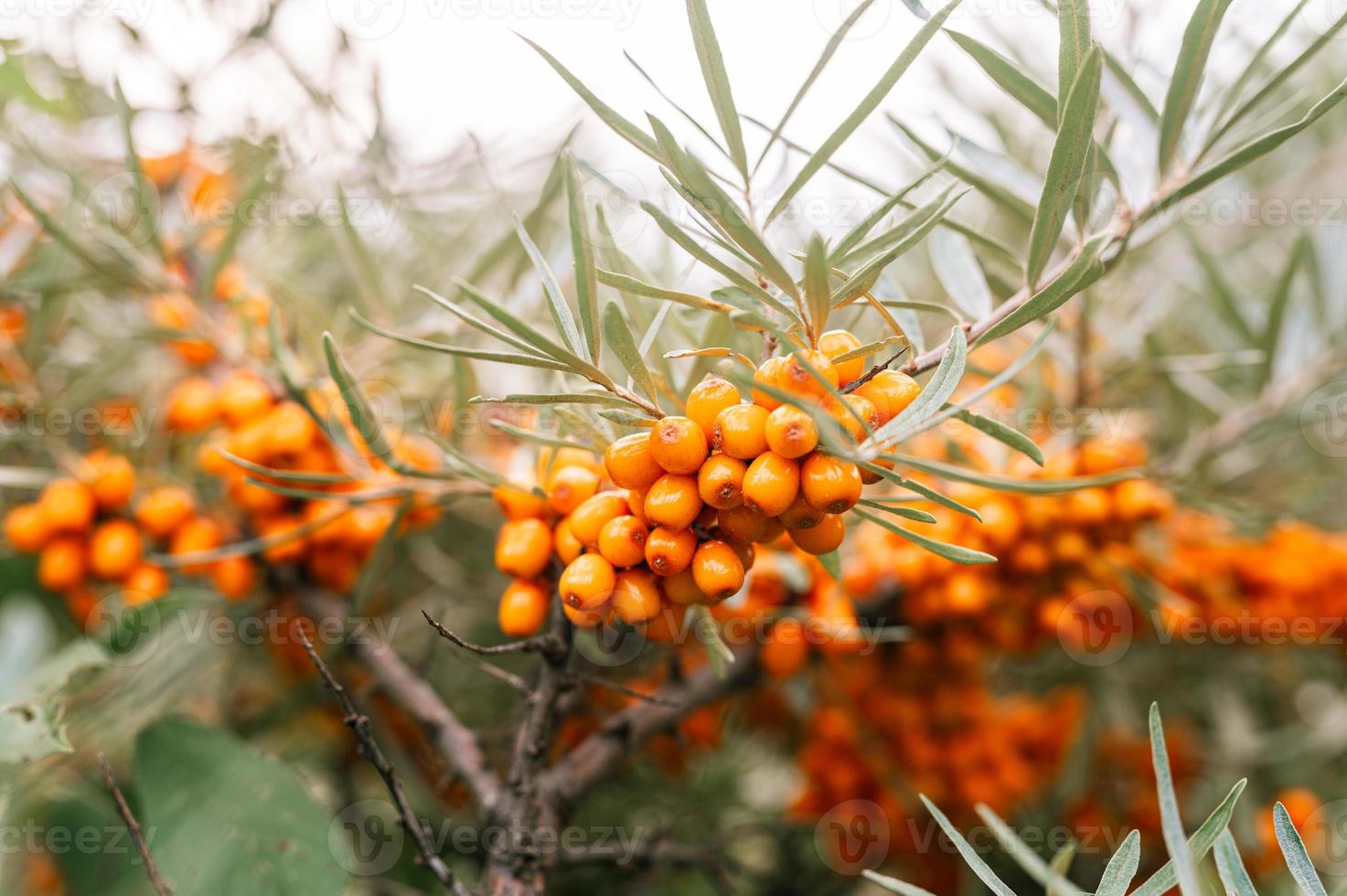 a branch of orange sea buckthorn berries close up photo