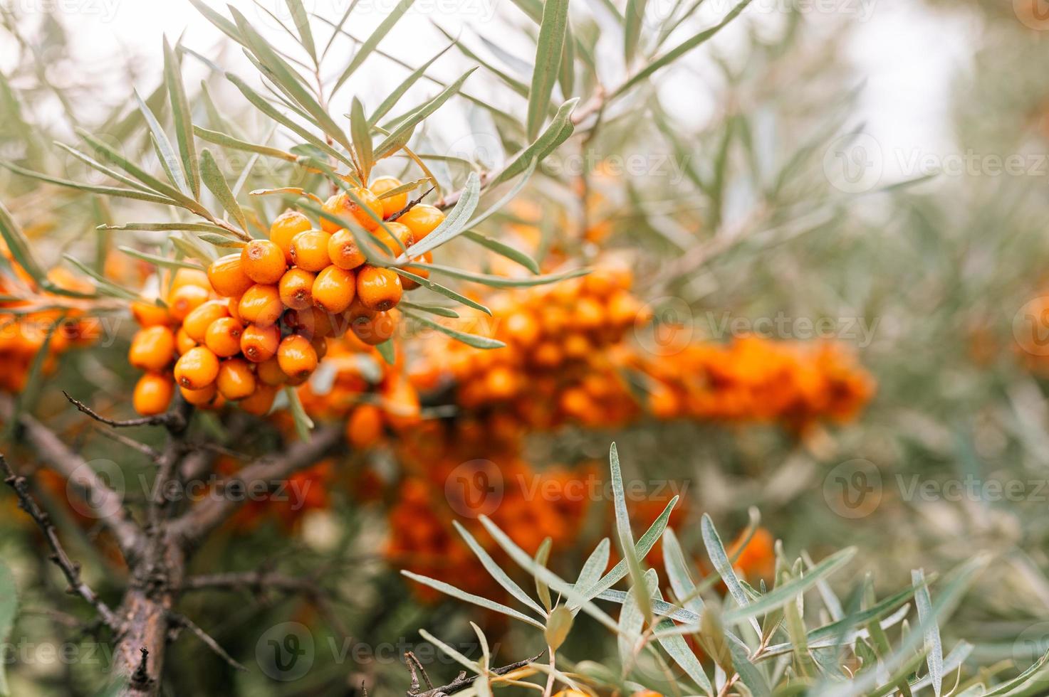 a branch of orange sea buckthorn berries close up photo