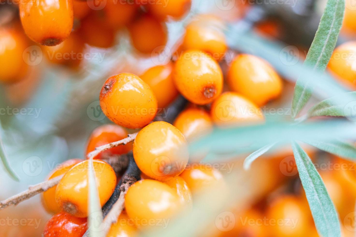 a branch of orange sea buckthorn berries close up photo