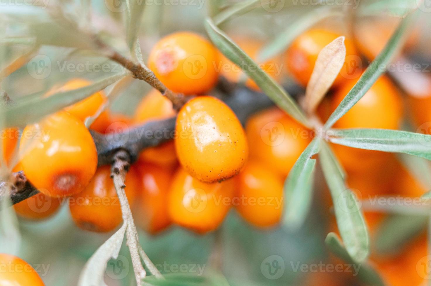 a branch of orange sea buckthorn berries close up photo