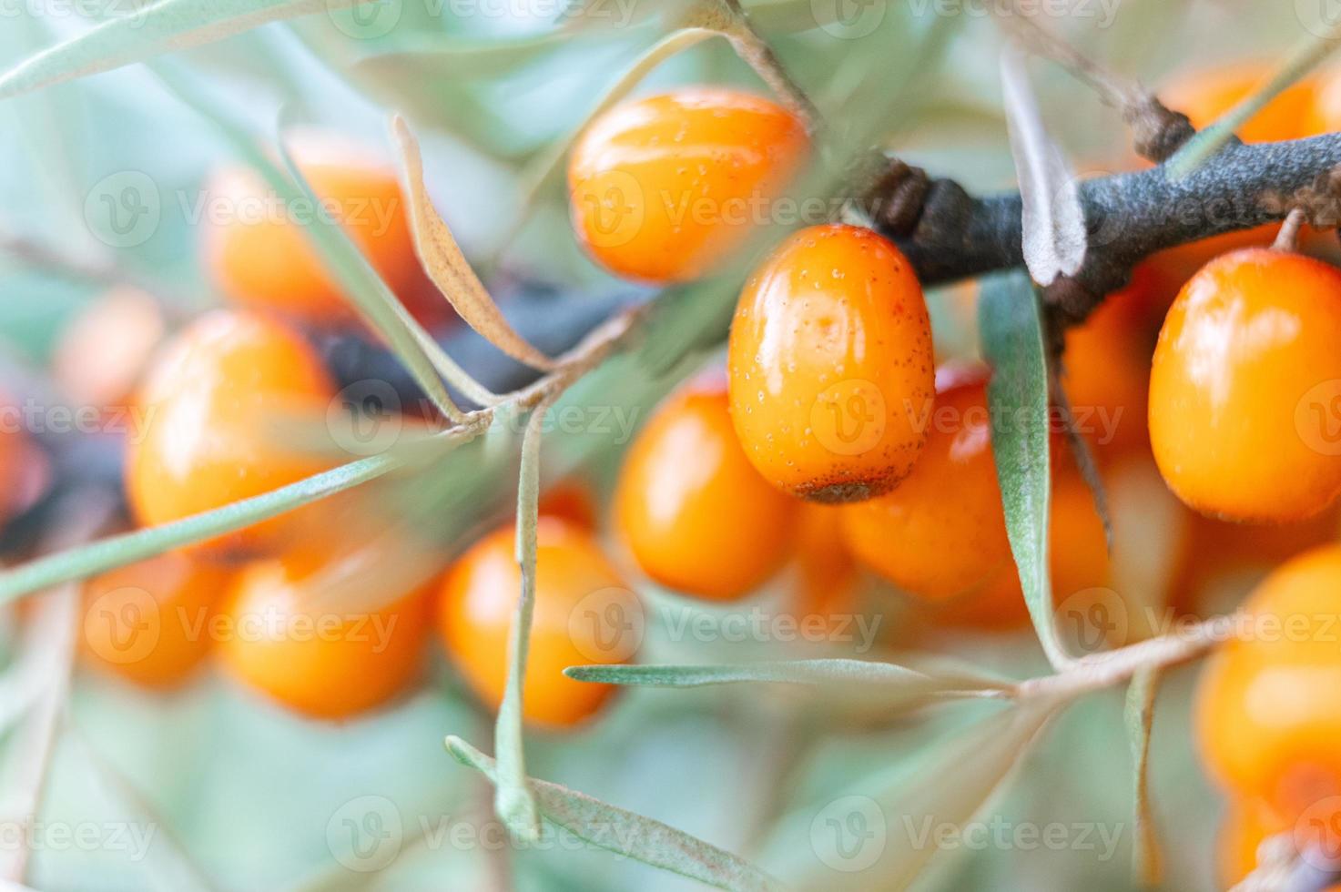 a branch of orange sea buckthorn berries close up photo