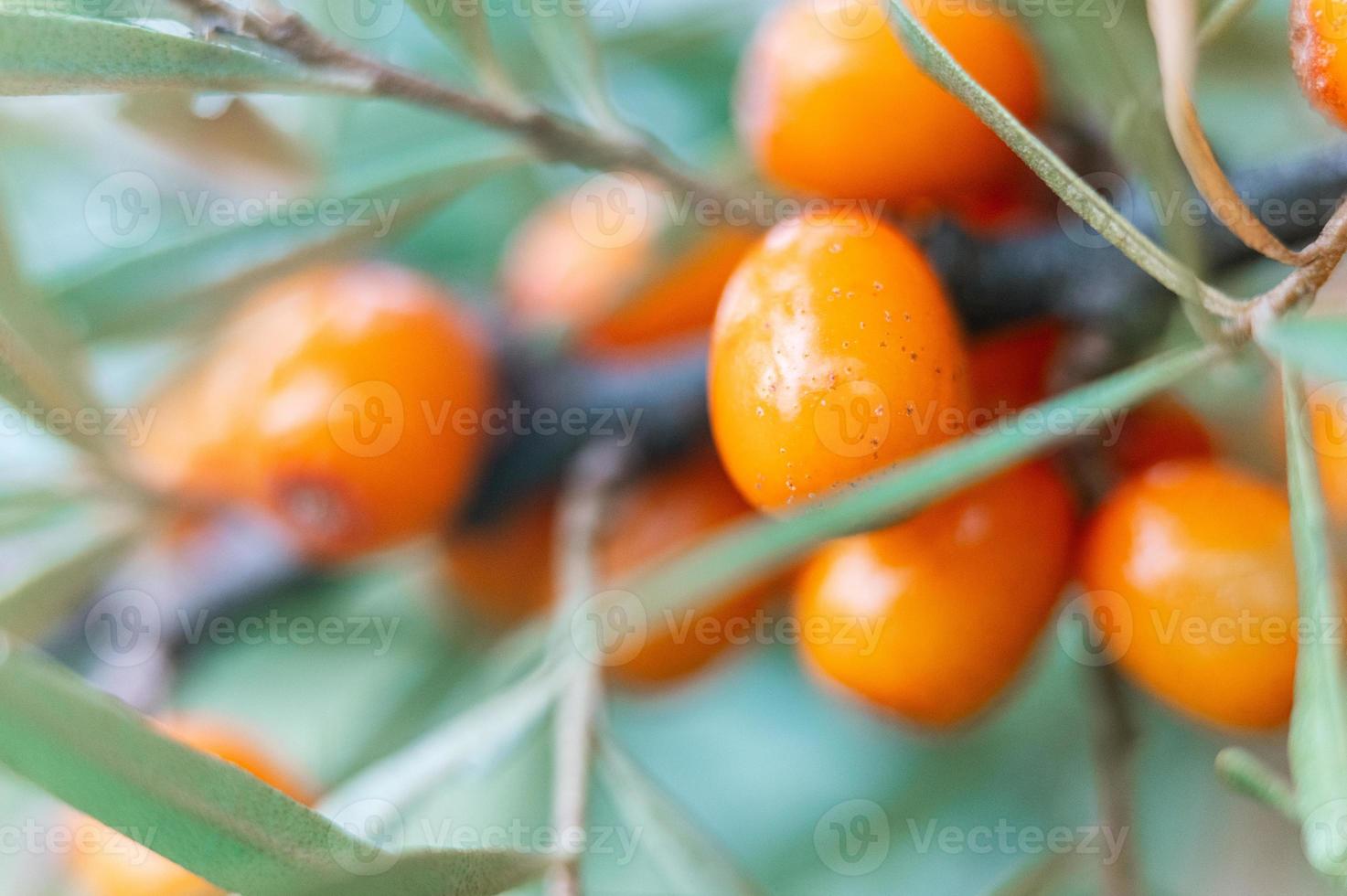 a branch of orange sea buckthorn berries close up photo