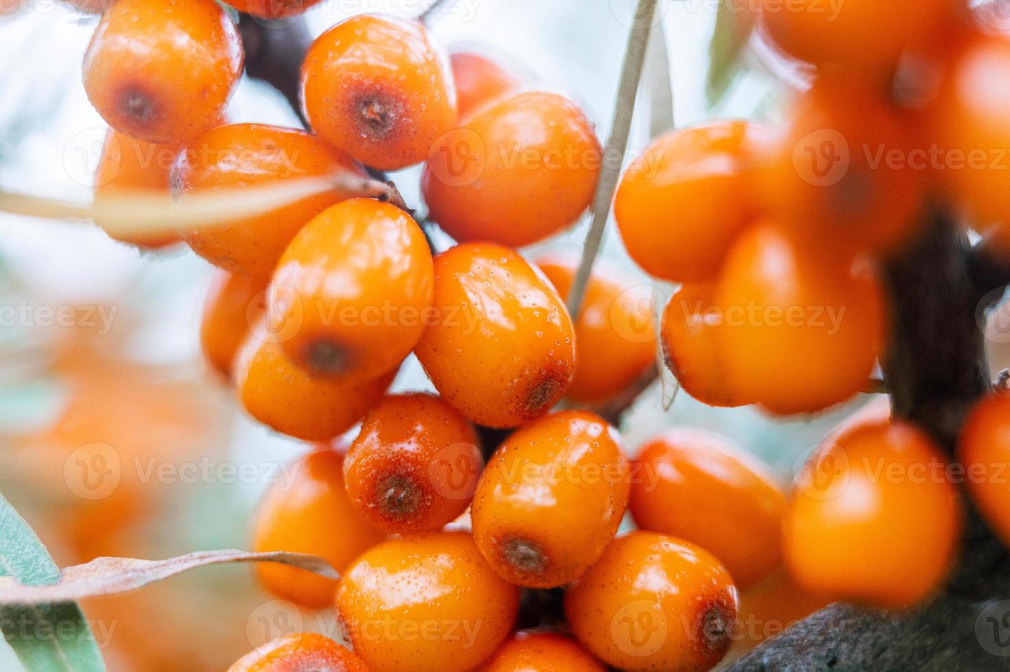 a branch of orange sea buckthorn berries close up photo