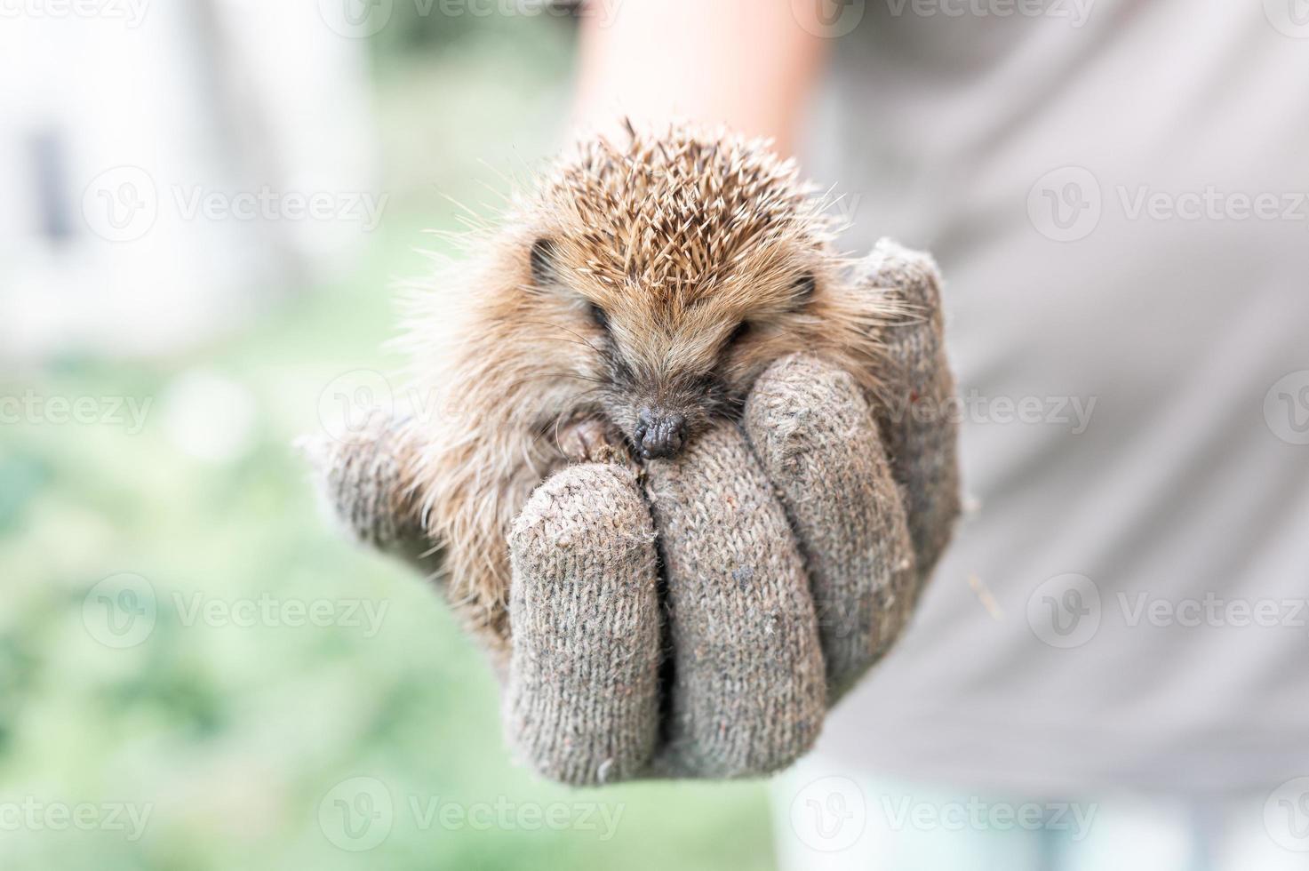 pequeño erizo animal foto