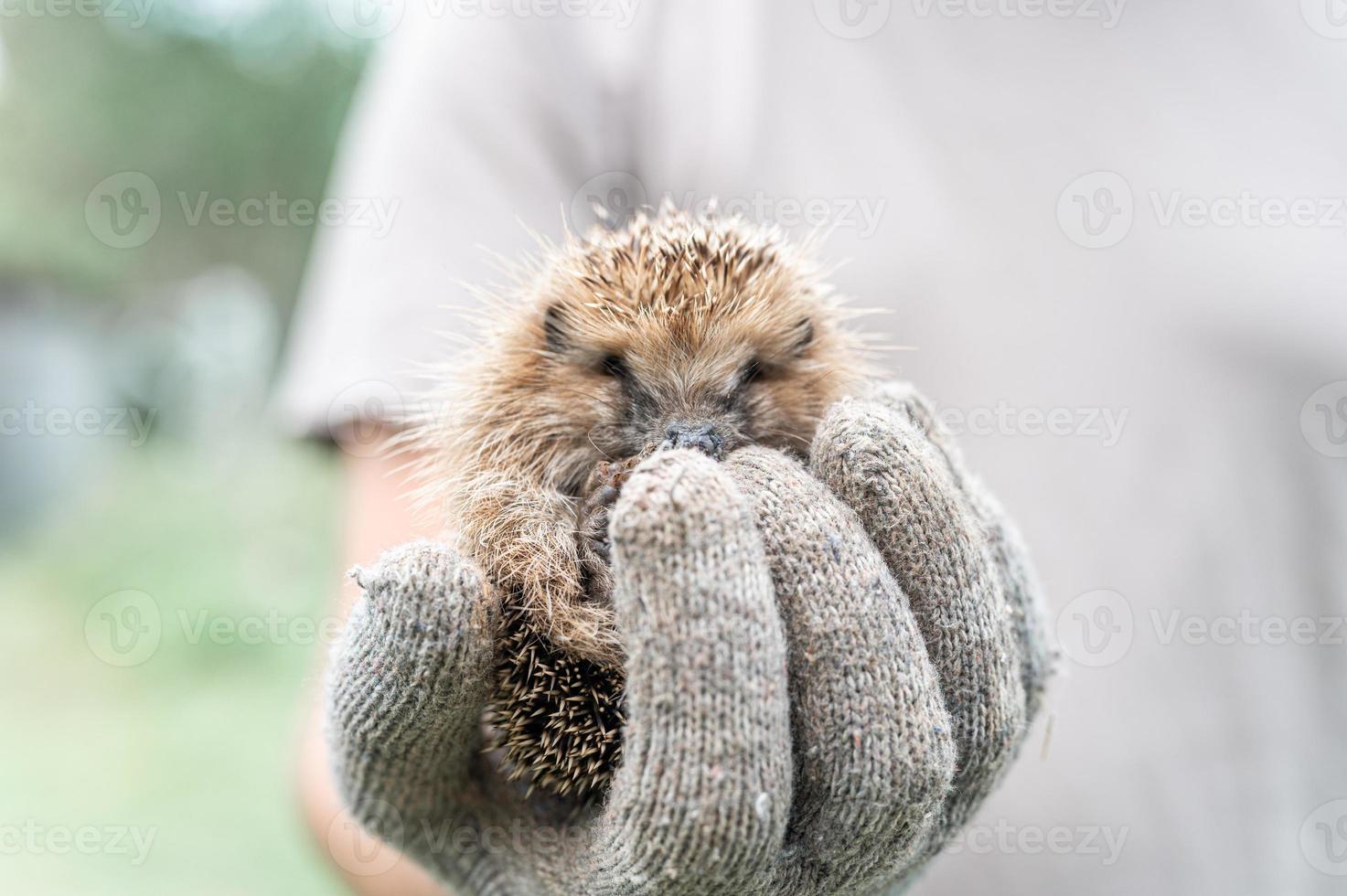 animal little hedgehog photo
