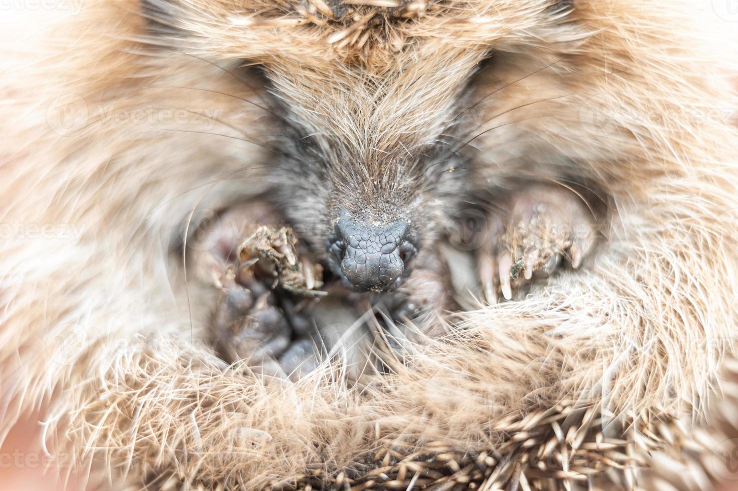 animal little hedgehog photo