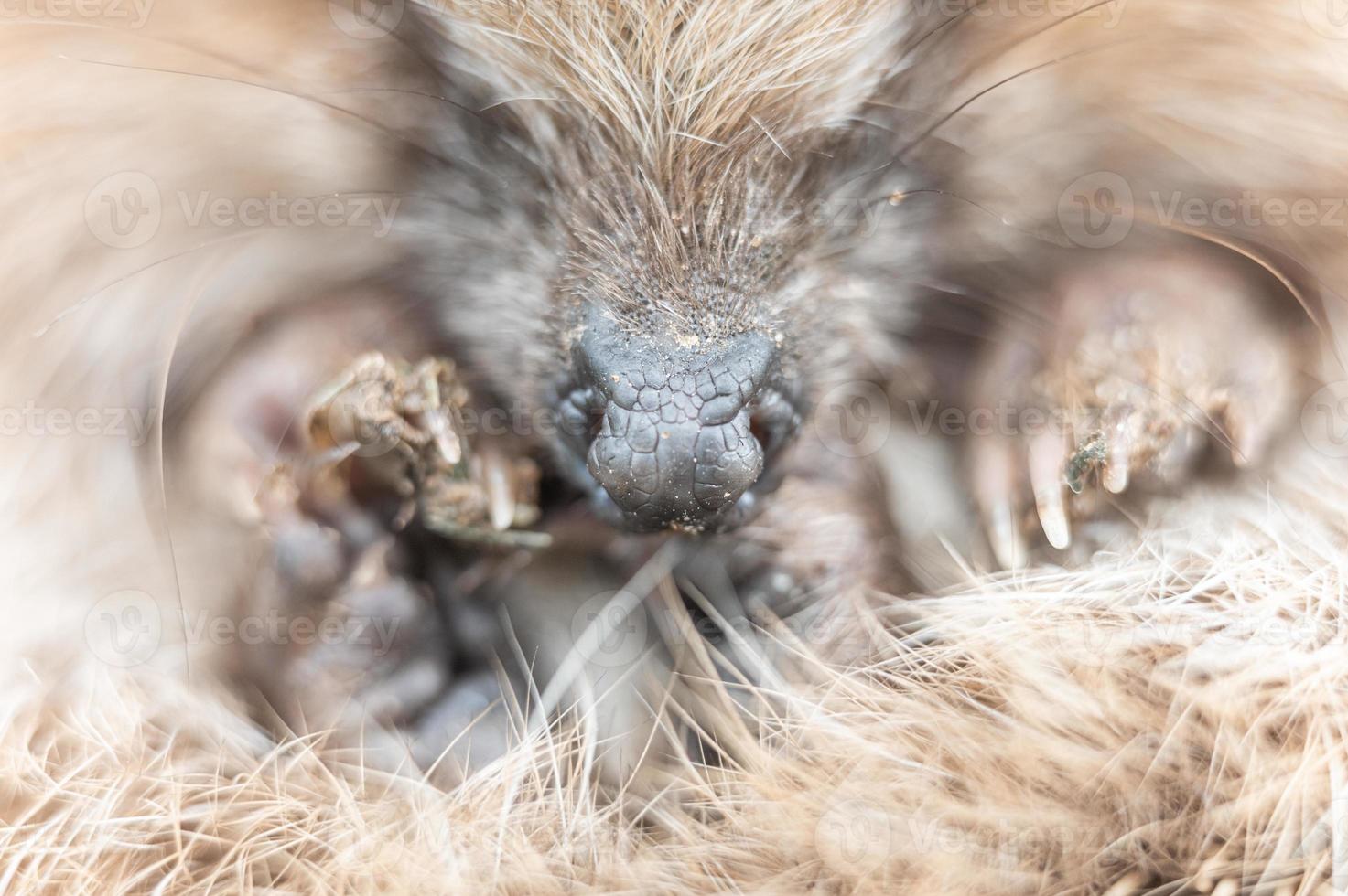 animal little hedgehog photo