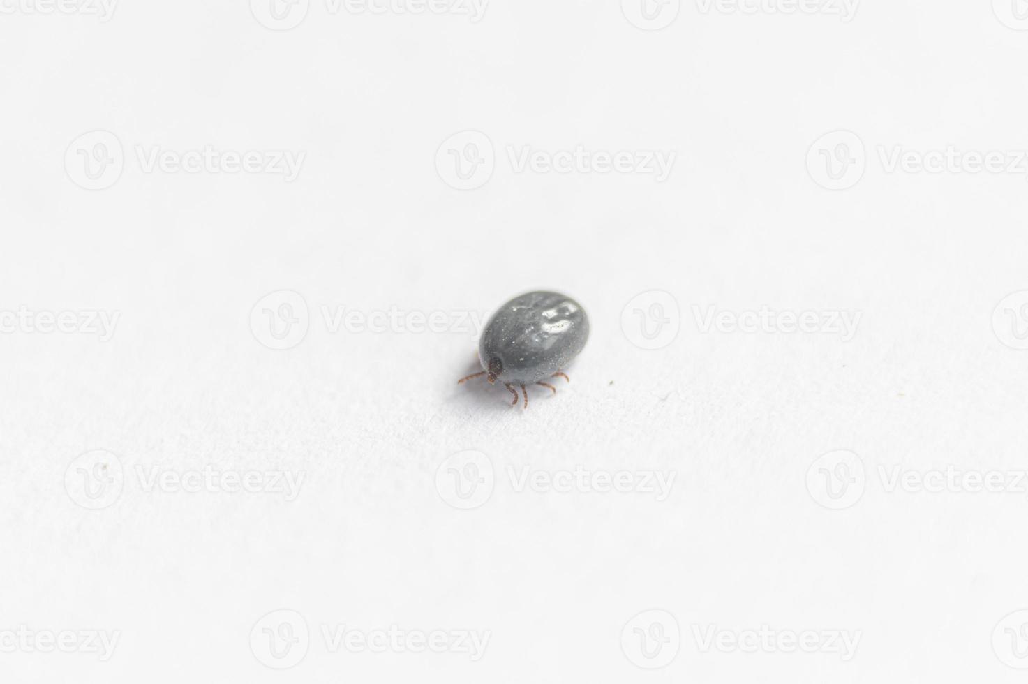 blood sucking insect tick, drunk on blood, on white paper photo