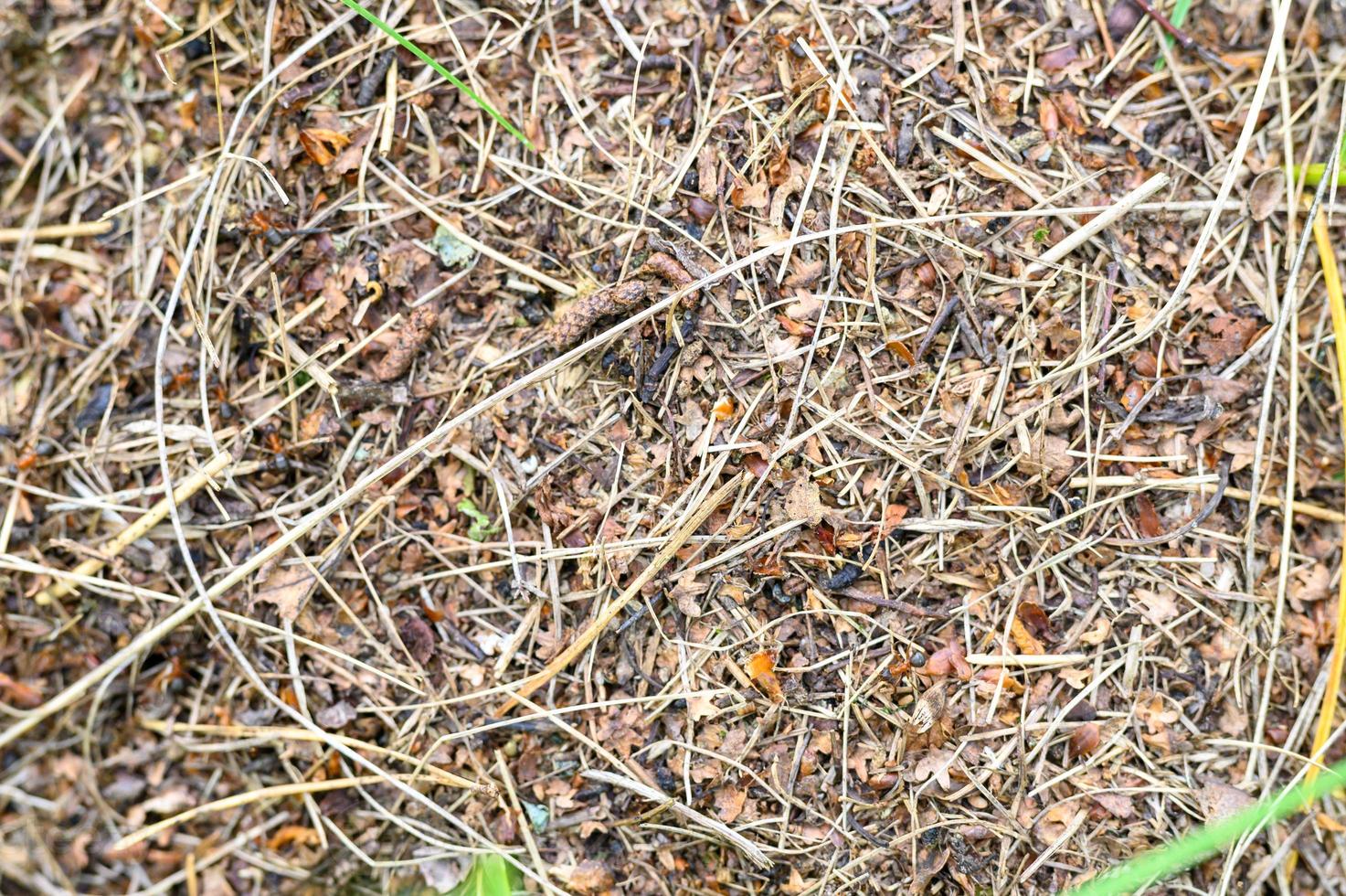 forest anthill made of tree twigs with ants close up photo