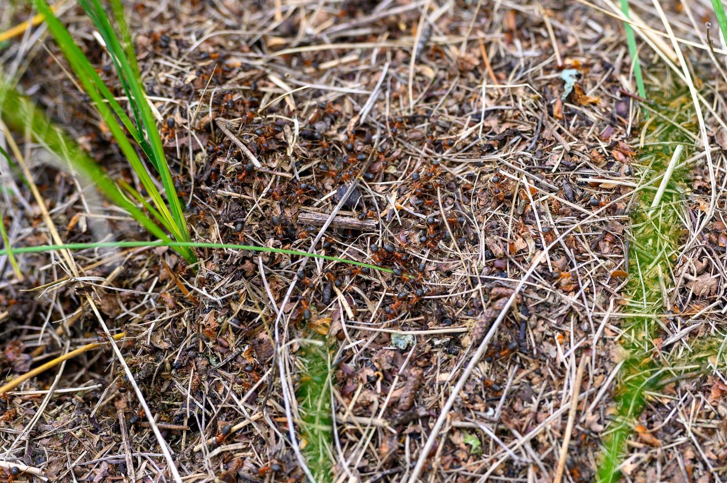 forest anthill made of tree twigs with ants close up photo
