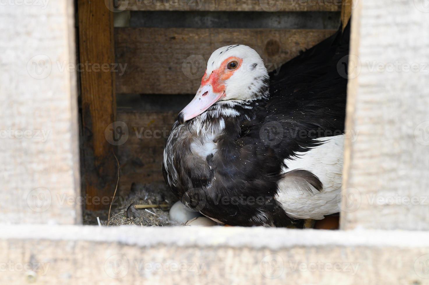 Un pato indo blanco y negro o pato almizclero que pone en un nido de madera sobre huevos foto