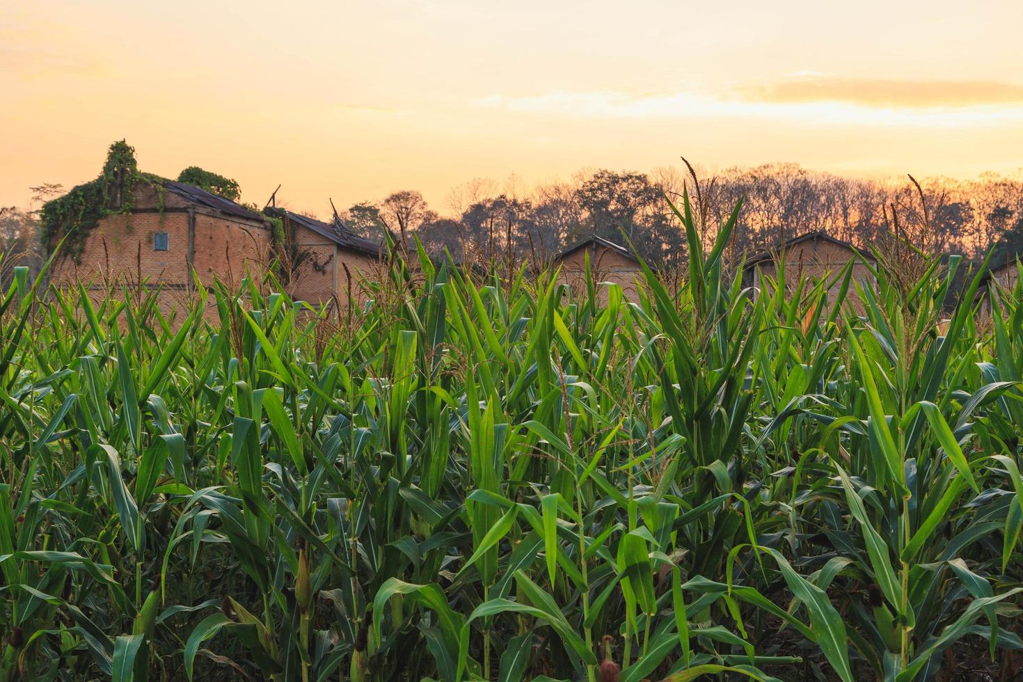 corn field and corn field background photo