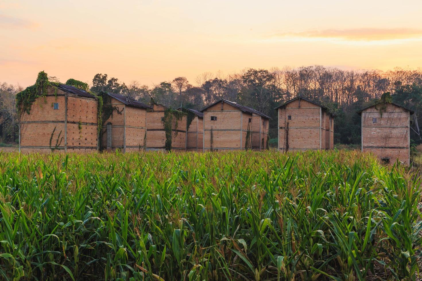 Abandoned buildings on a corn field photo