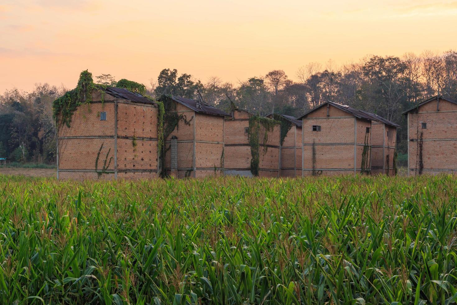 Abandoned buildings on a corn field photo