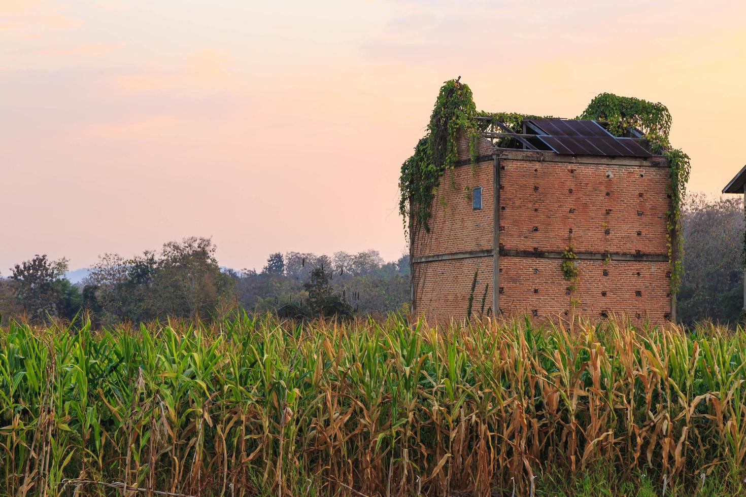 Abandoned buildings on a corn field photo