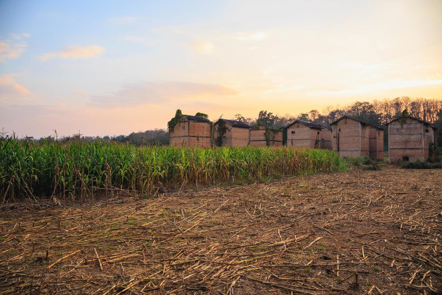 edificios abandonados en un campo de maíz foto