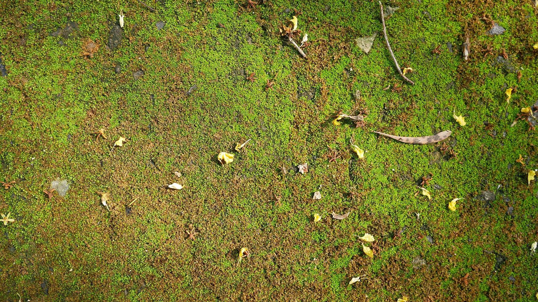 Moss texture. Moss background. Green moss on grunge texture, background