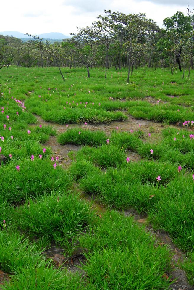 hermosos tulipanes silvestres de siam que florecen en la jungla en la provincia de chaiyaphum, tailandia. foto