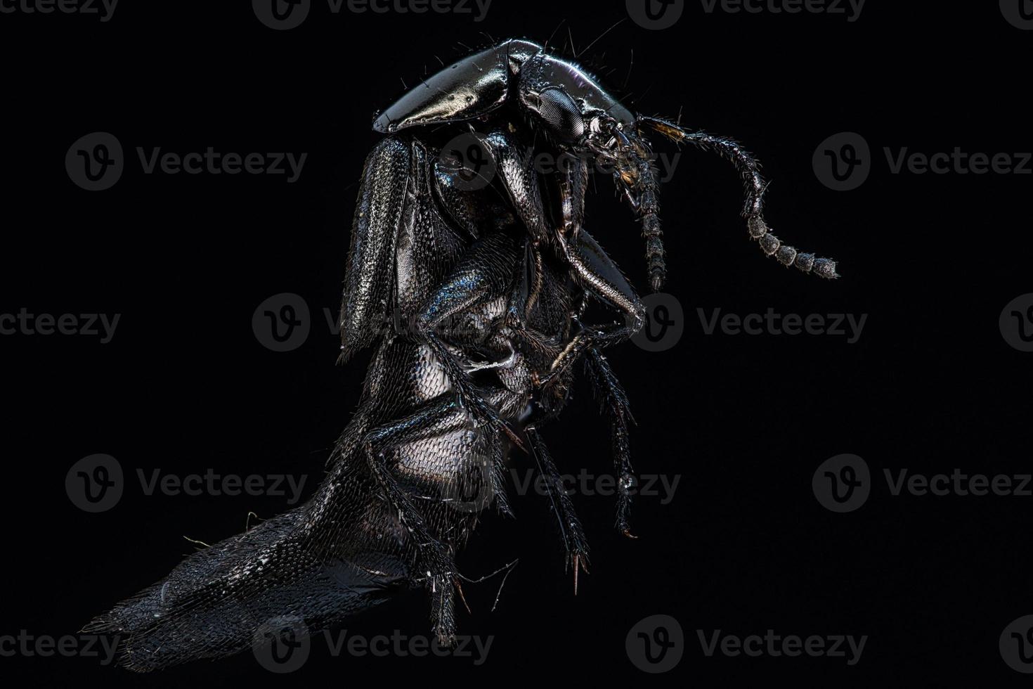 Portrait of black scarab photo