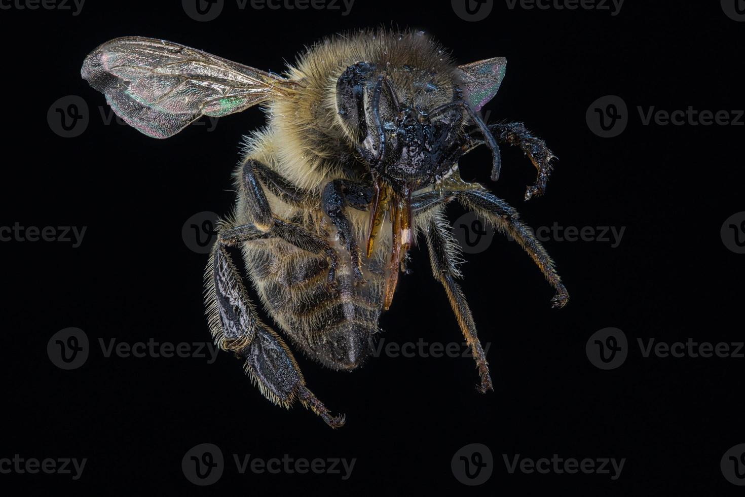 retrato delante de la abeja melífera foto