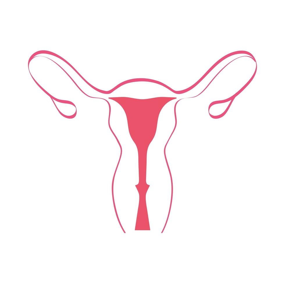 female reproductive organ vector