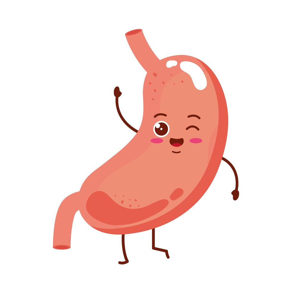 cute organ stomach vector