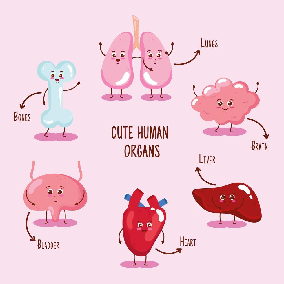six cute organs vector