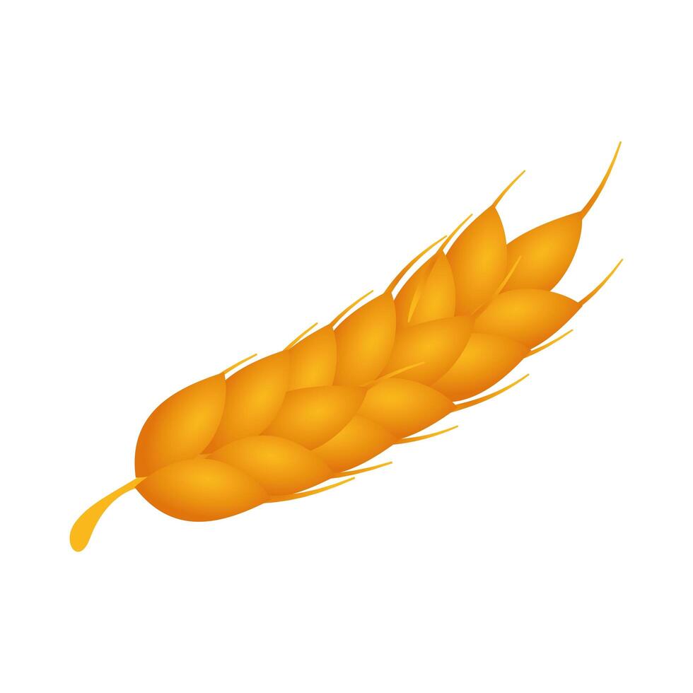 Isolated wheat ear icon vector design