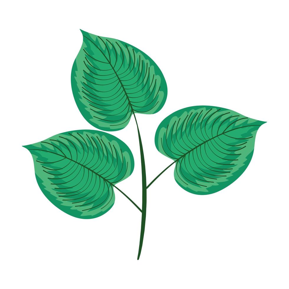 leafs plant icon vector