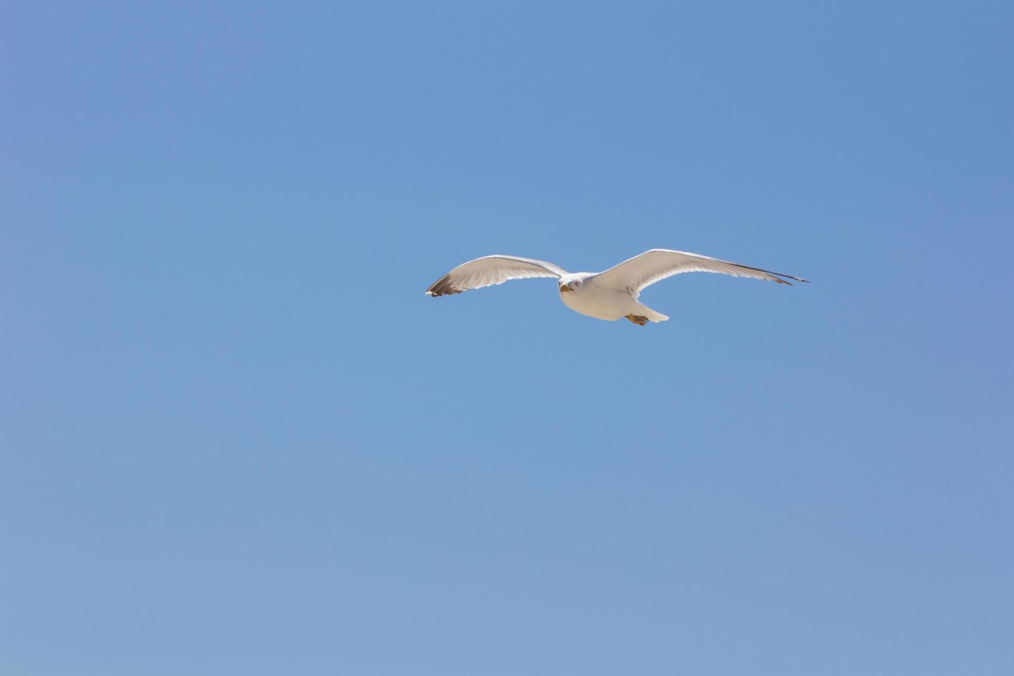 Seagull, bird that is usually at sea photo